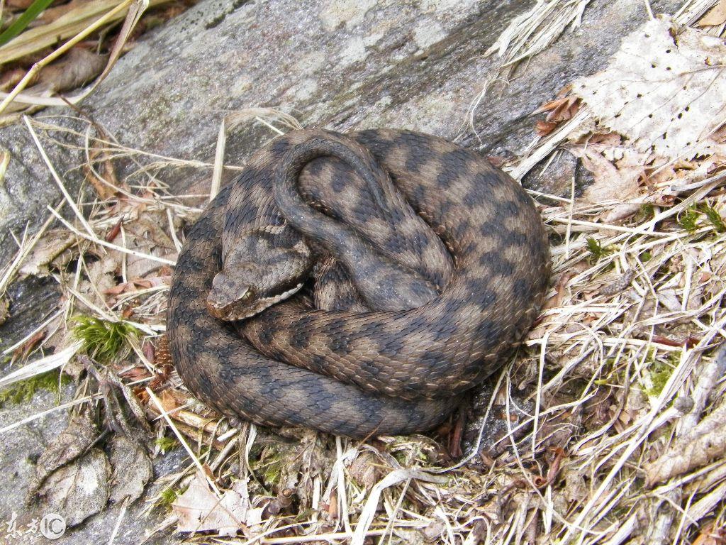 吉林小巷深处的秘密花园，揭秘吉林特色小店